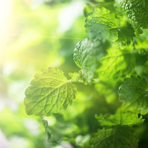 Lemon Balm Leaves Lemon Balm Leaves