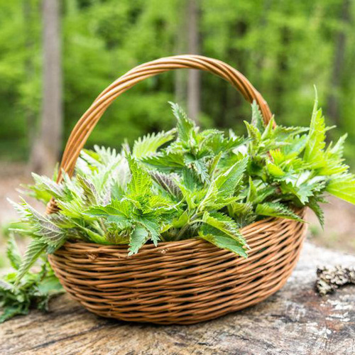 Nettle Leaves