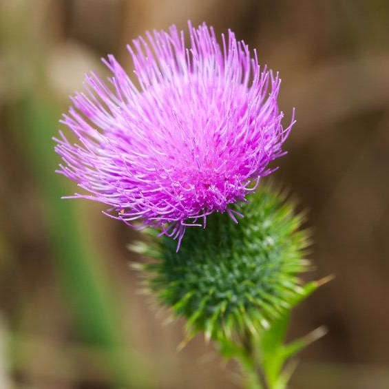 Milk Thistle Milk Thistle