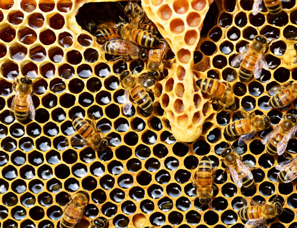 Propolis Propolis